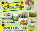 การเพาะต้นอ่อผักบุ้ง และต้นอ่อนทานตะวัน (หมู่ที่ 5 ตำบลโมถ่า